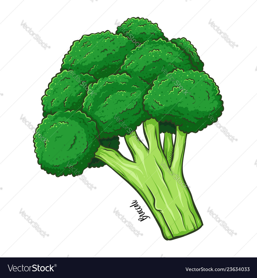 Broccoli vegetable hand drawing Royalty Free Vector Image