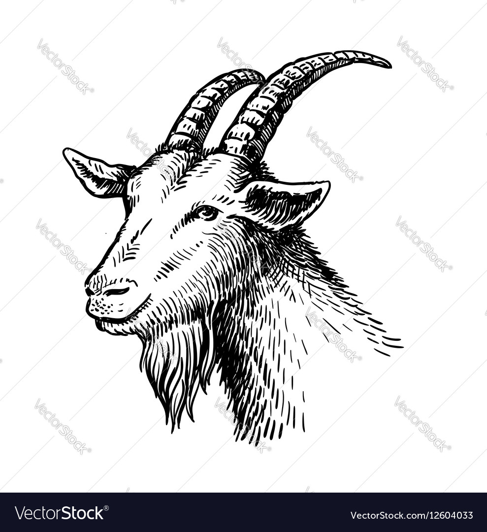 Head of goat Royalty Free Vector Image - VectorStock