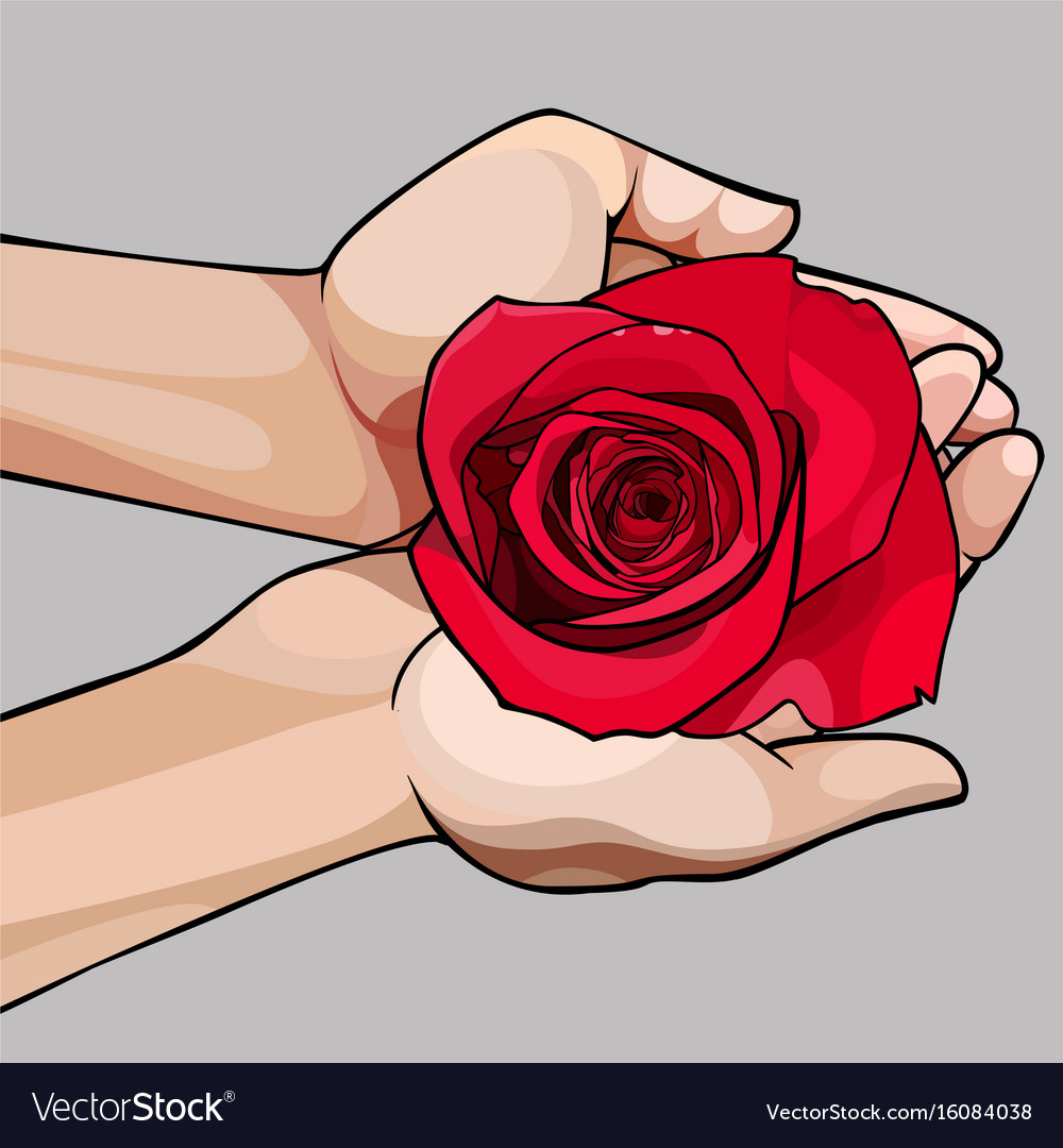 Hands gently holding a bud of red rose