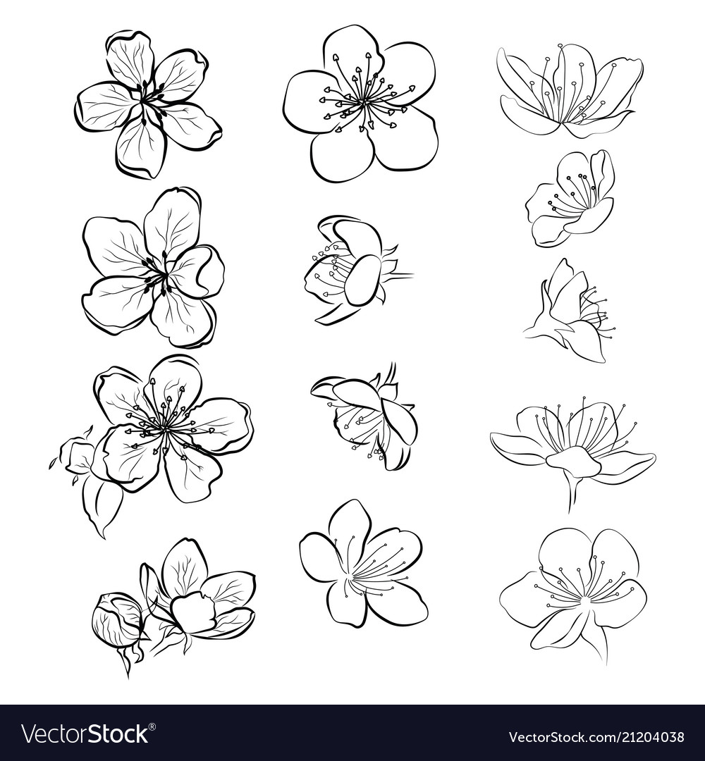 Set of cherry blossoms collection of flowers of Vector Image