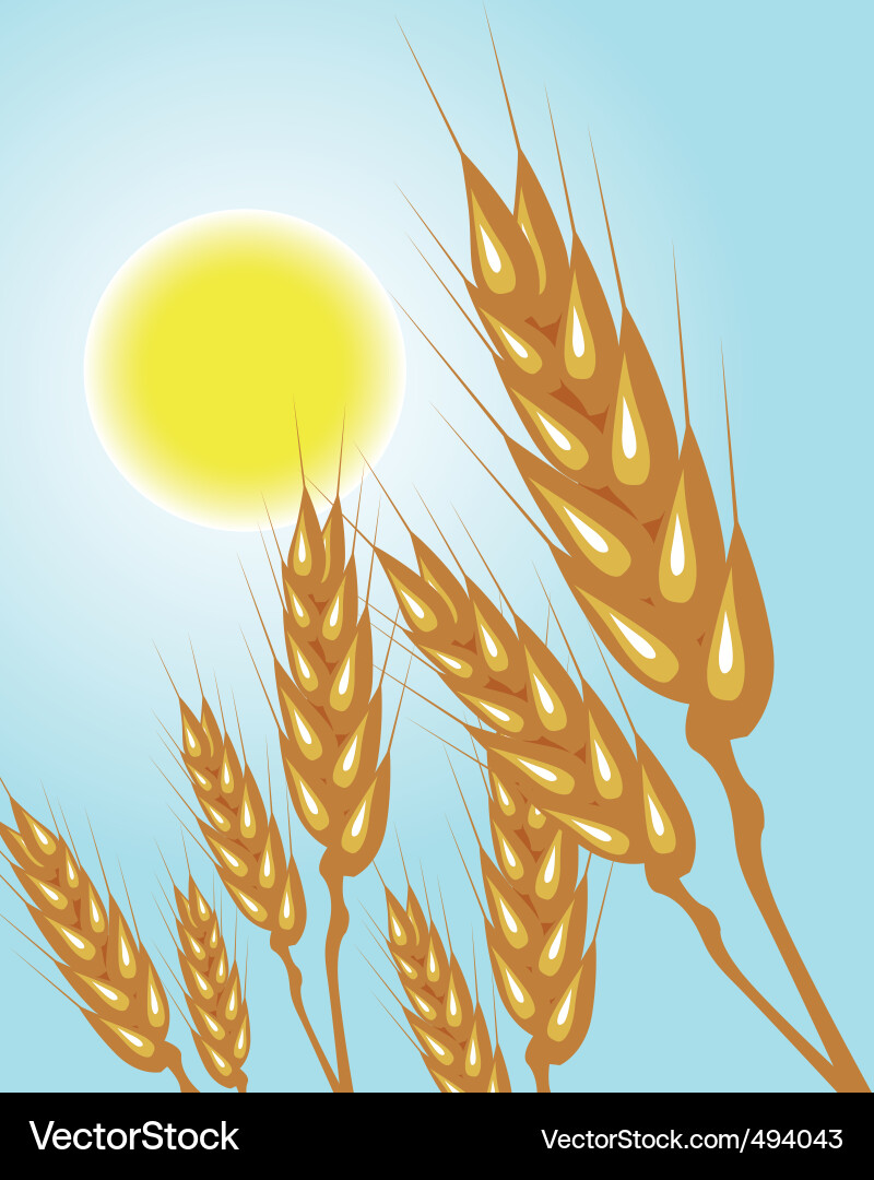 Wheat ears Royalty Free Vector Image - VectorStock