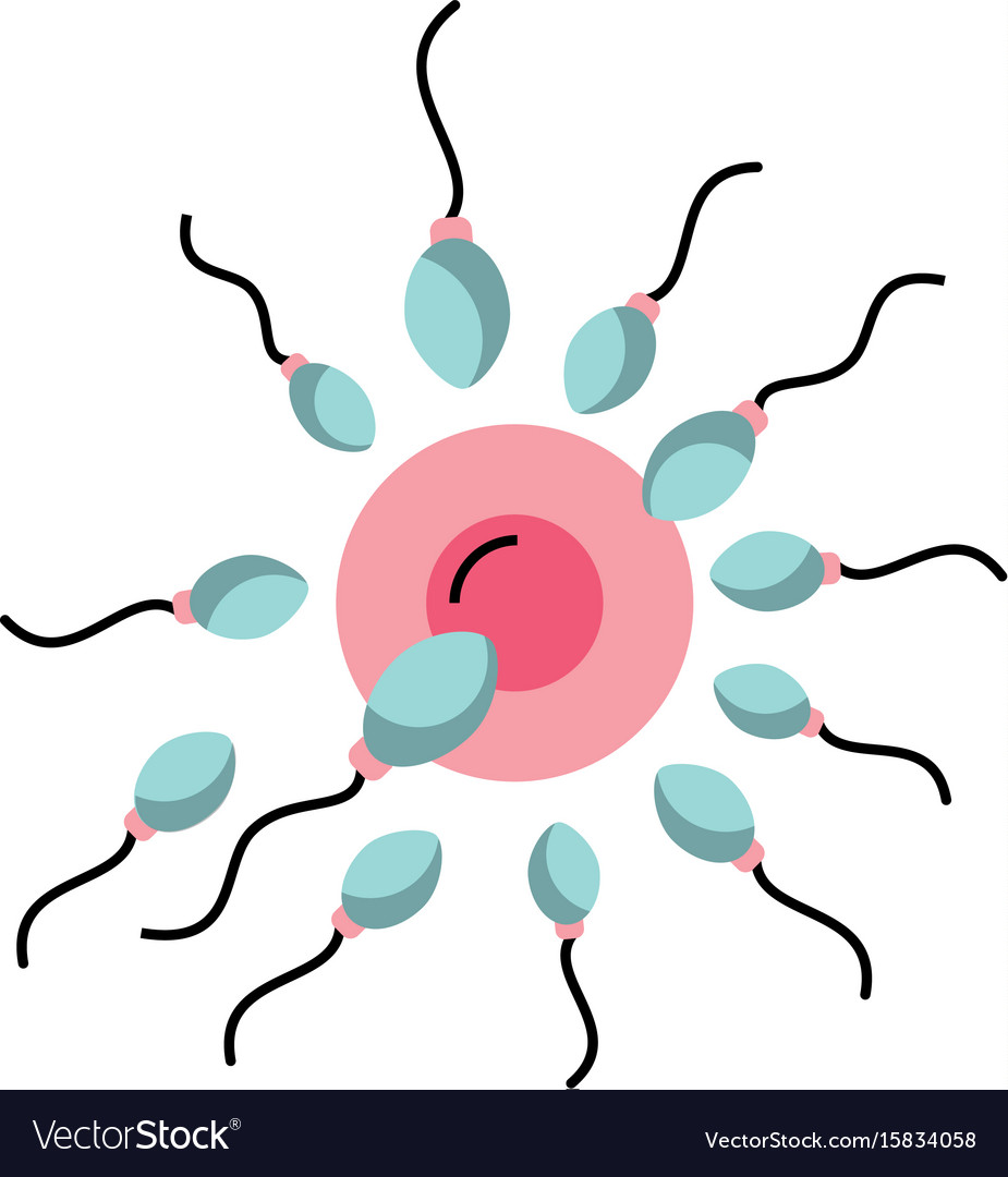 Fertilization of the ovum by spermatozoon Vector Image