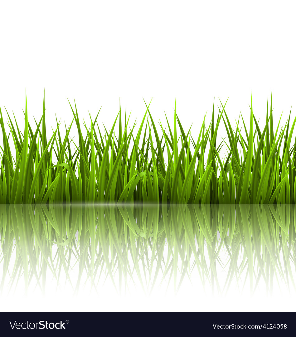 Green grass lawn with reflection on white floral