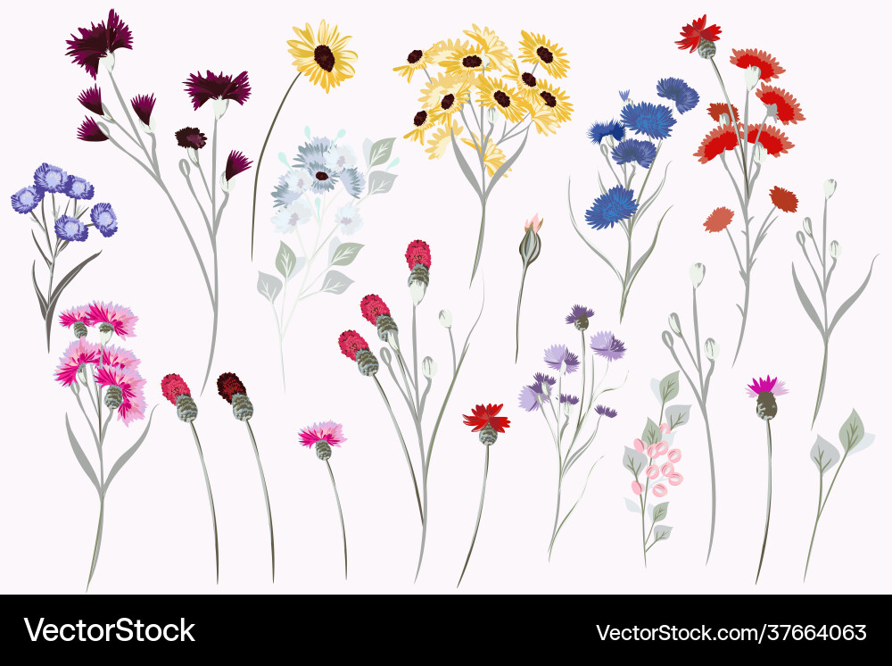 Collection field wild flowers for design Vector Image