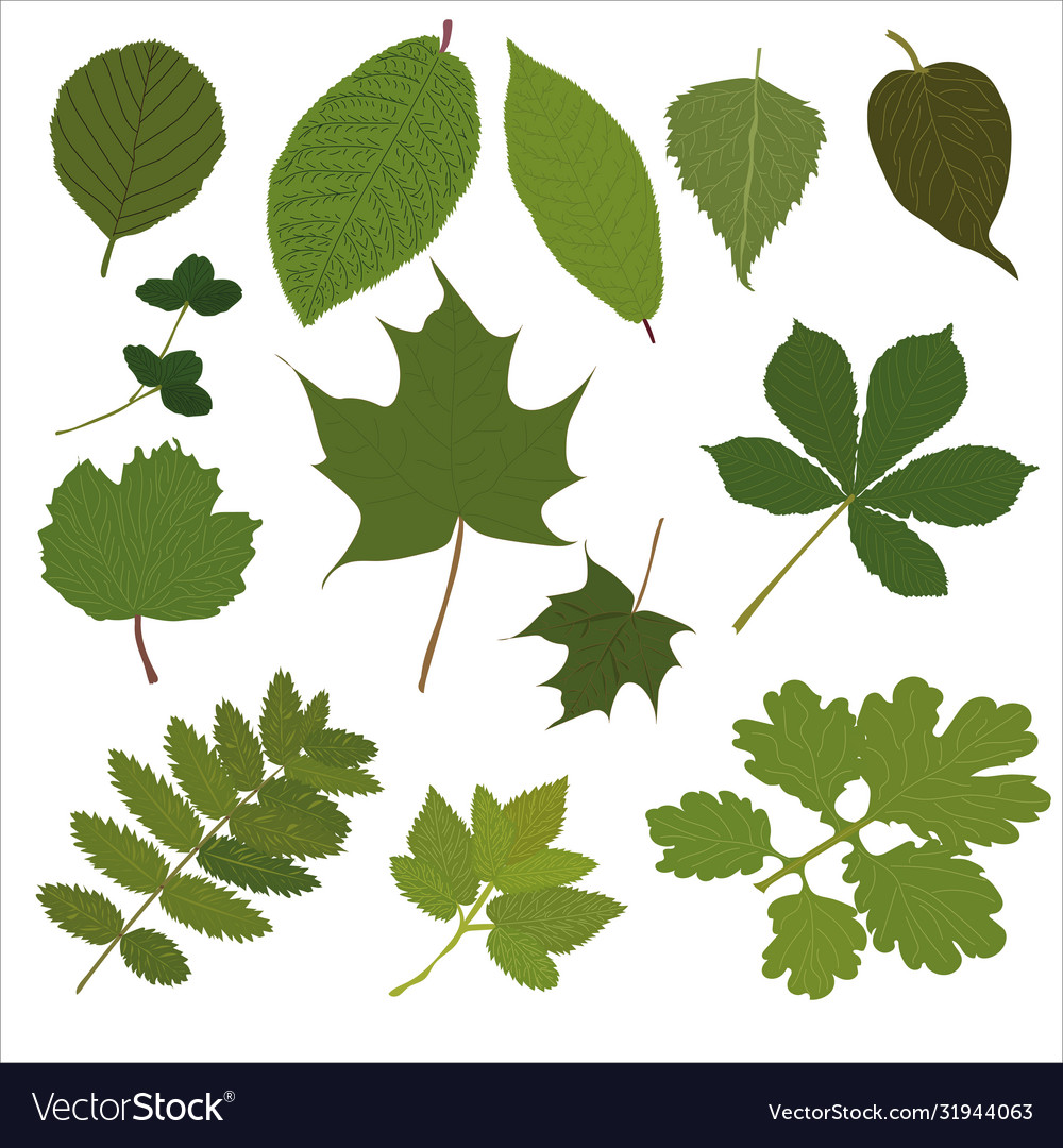 Leaves various trees grass foliage Royalty Free Vector Image