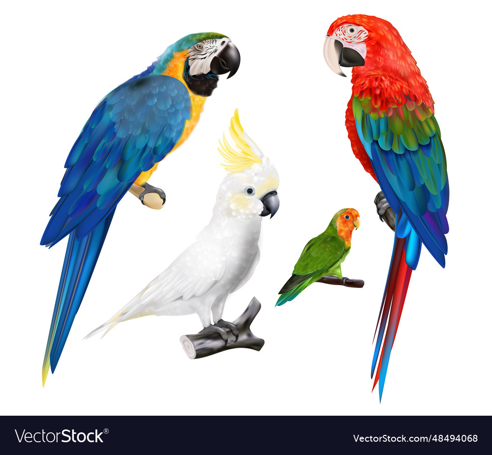 Parrots realistic set Royalty Free Vector Image