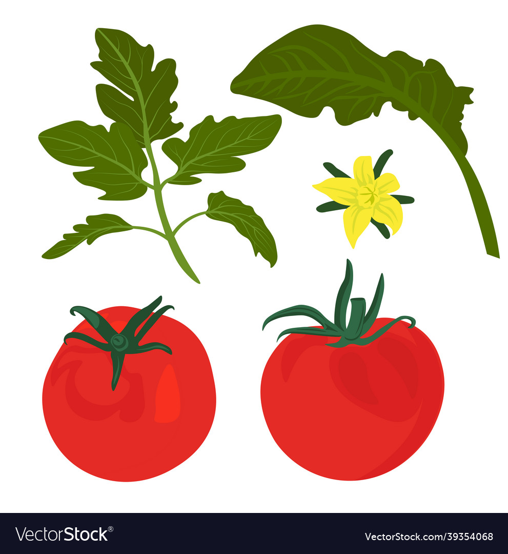 Red tomatoes stock Royalty Free Vector Image - VectorStock