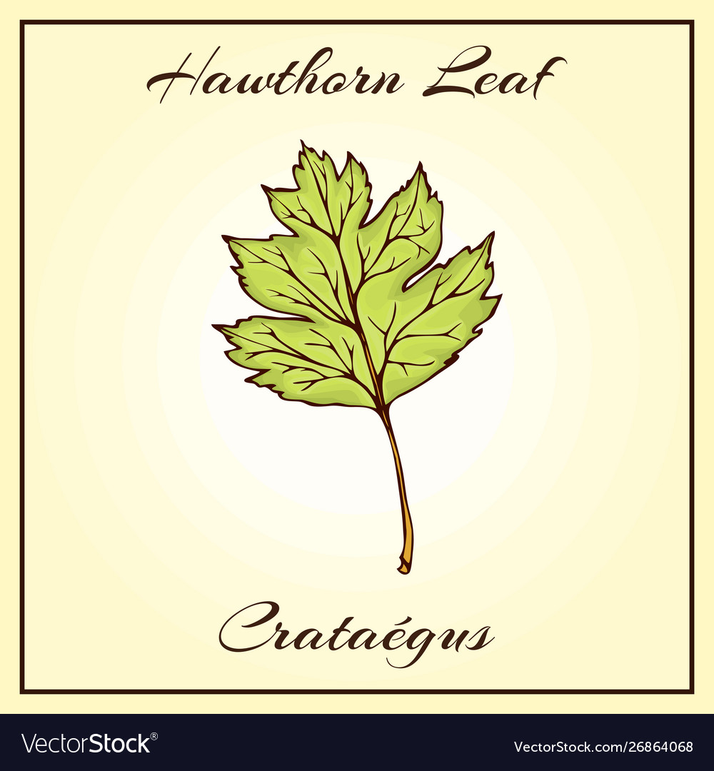 Vintage Colored Engraved Royalty Free Vector Image Vintage Colored Engraved Royalty Free Vector Image
