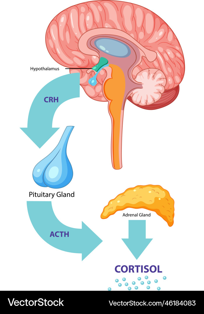 Brain produces cortisol process Royalty Free Vector Image