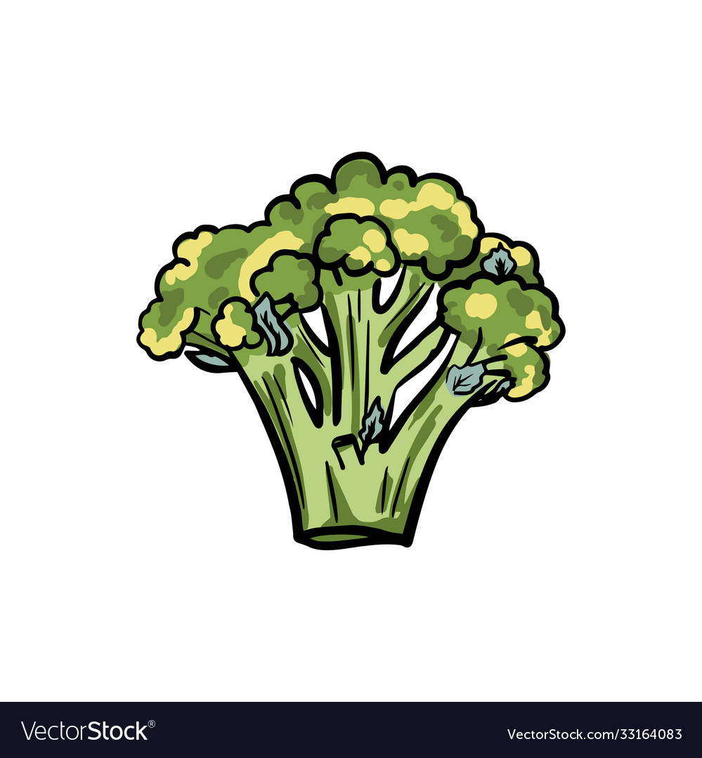 Broccoli hand drawn color sketch