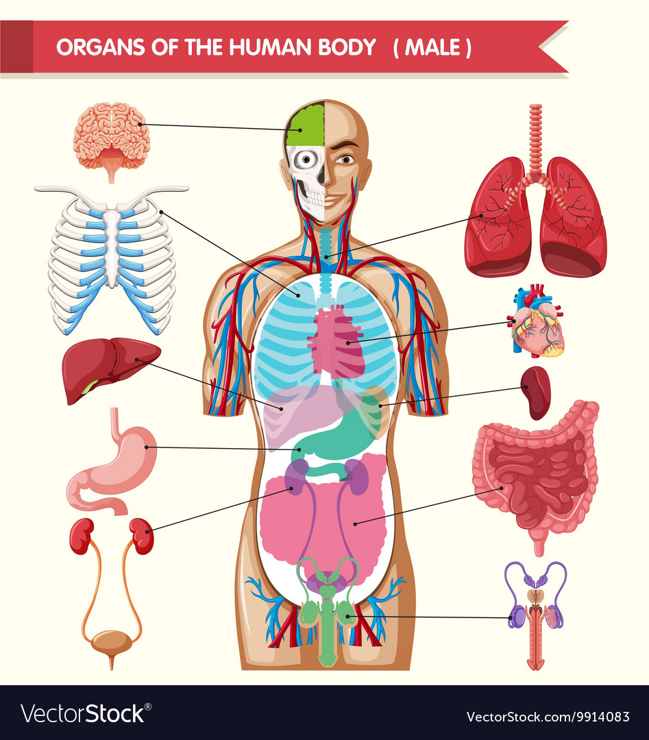 Printable Organs Of The Human Body - Printable Word Searches