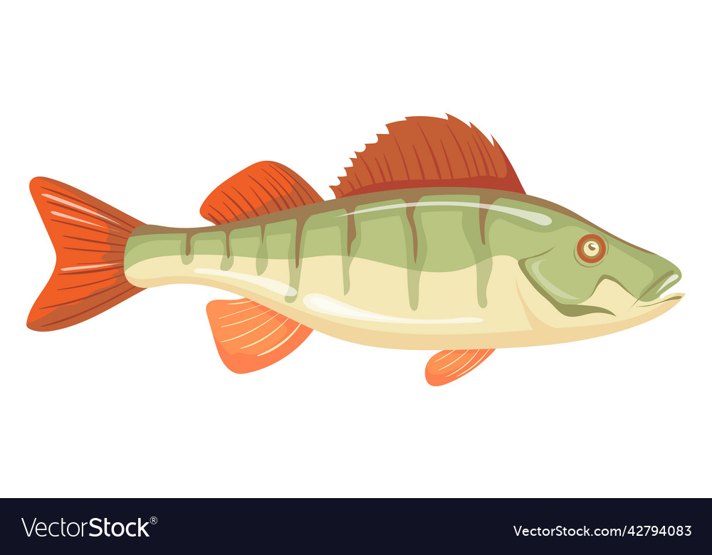 Perch Icon Freshwater River Fish Cartoon Vector Image