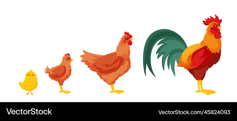 Chick young chicken hen and rooster stages Vector Image