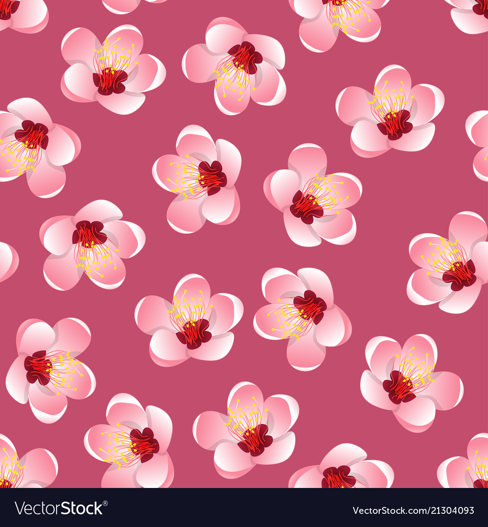 Momo peach flower blossom on pink background Vector Image