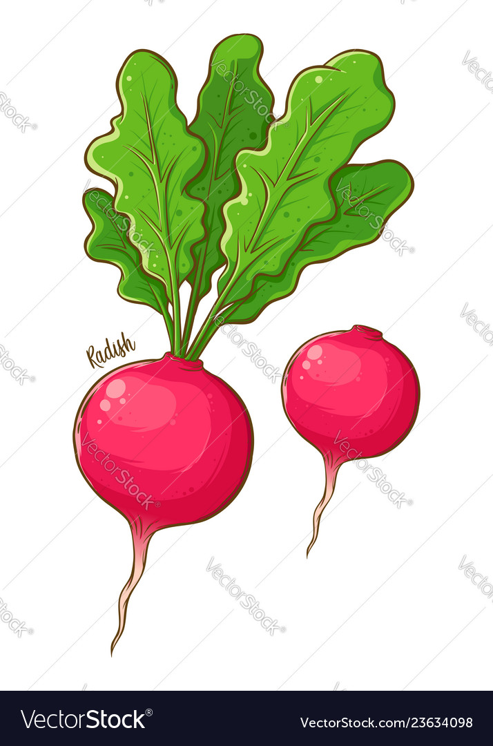 Radish vegetable hand drawing