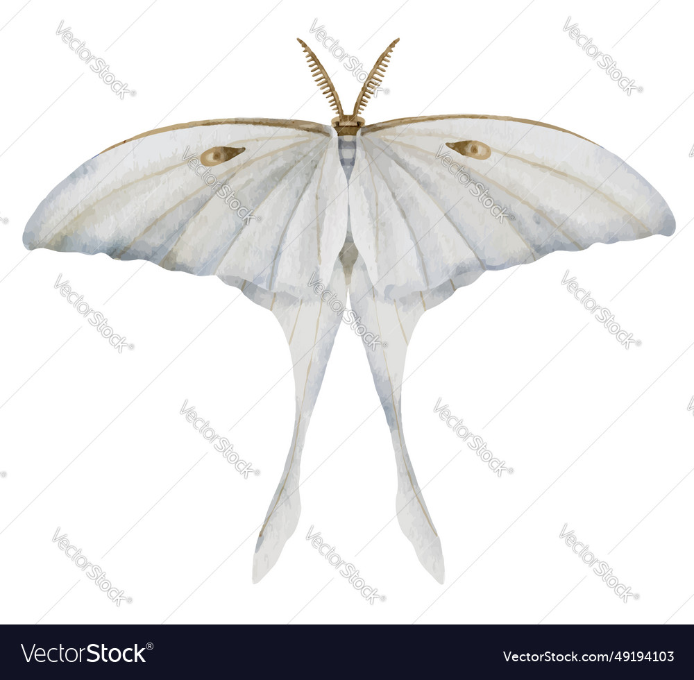 White luna moth on isolated background watercolor Vector Image