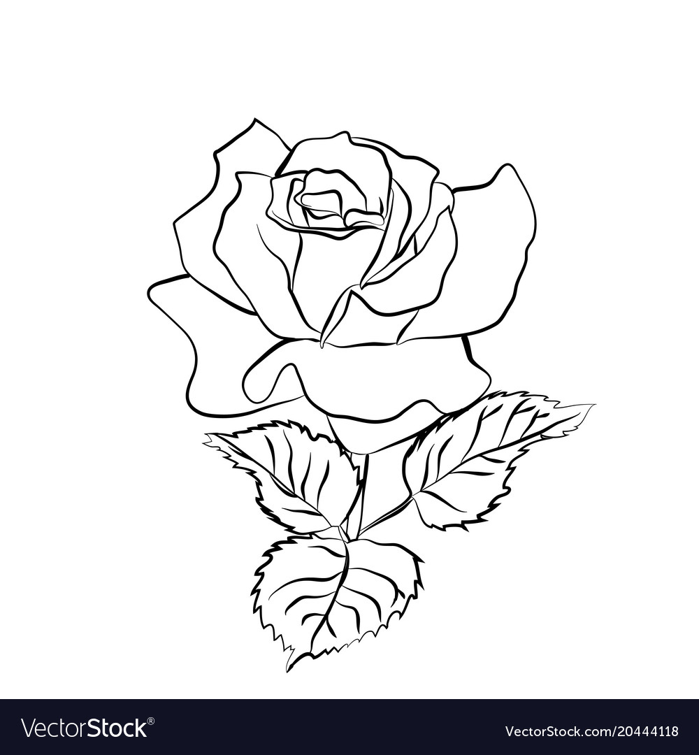 Rose sketch on white background Royalty Free Vector Image