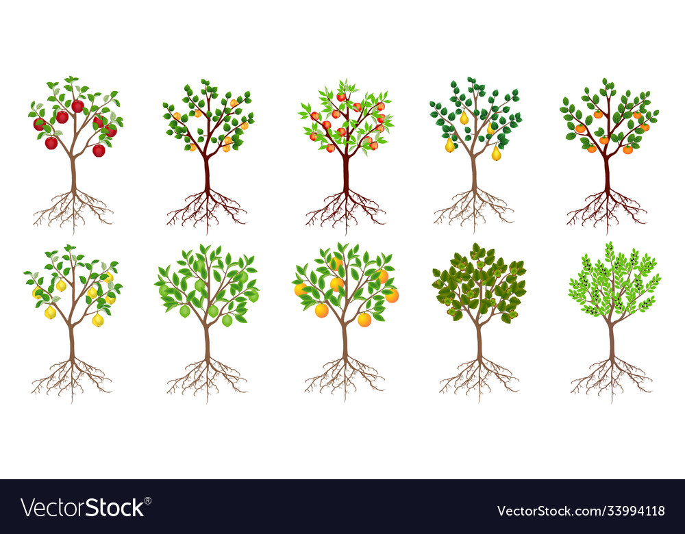 Set fruit trees Royalty Free Vector Image - VectorStock