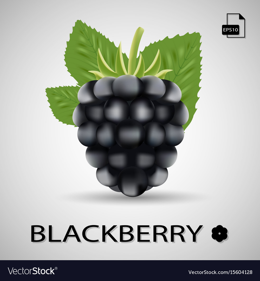 Blackberry sweet fruit forest berry isolated