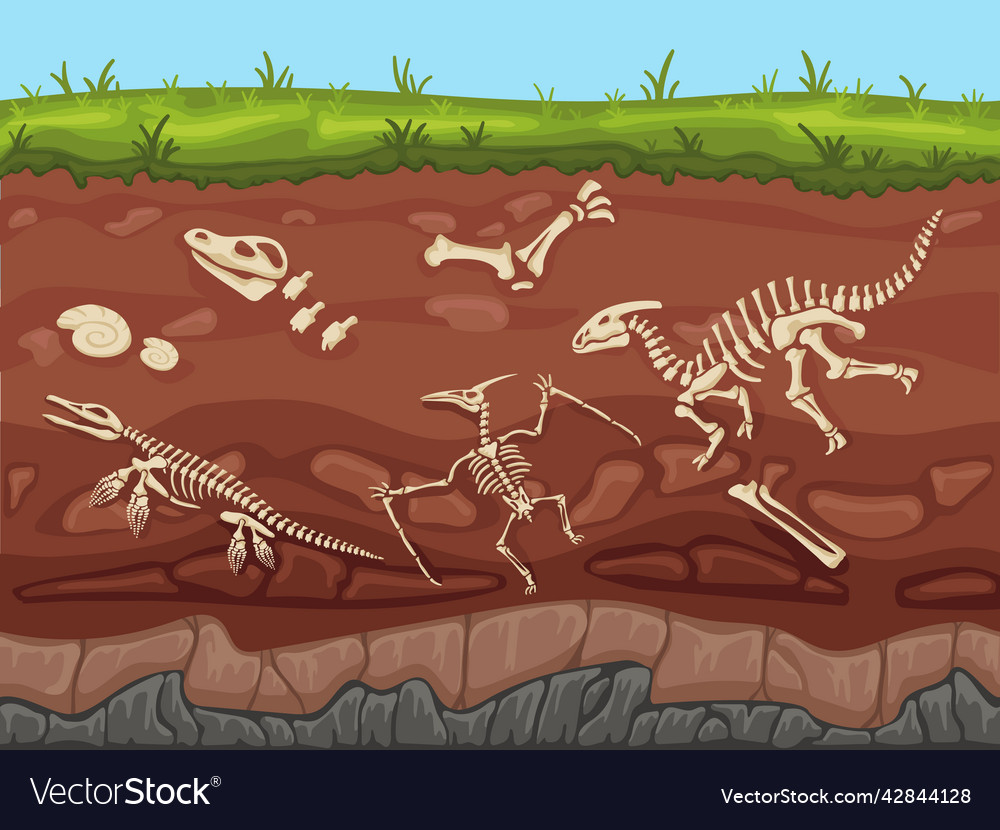 Soil layers with fossils ground Royalty Free Vector Image