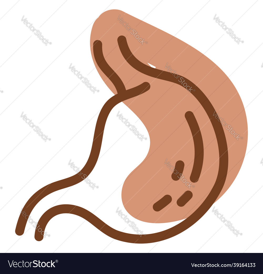 Human stomach on a white background Royalty Free Vector