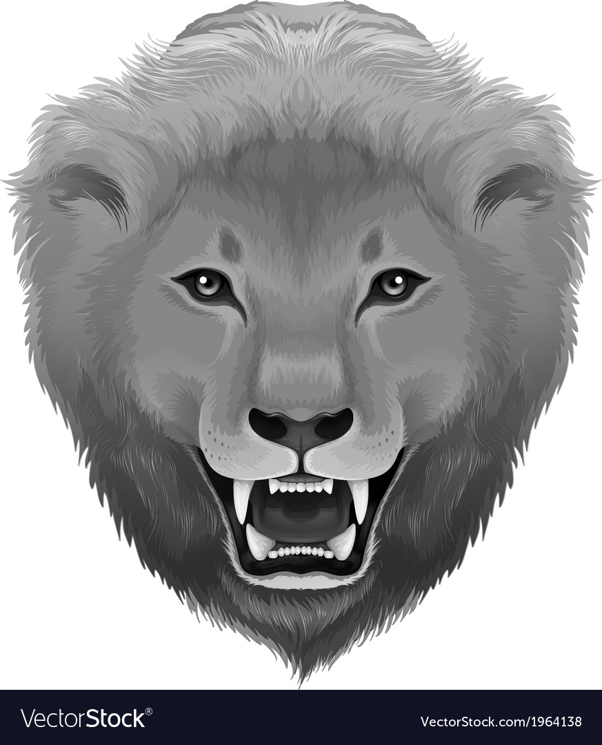 A grey lion Royalty Free Vector Image - VectorStock