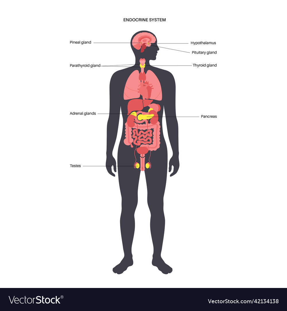 Human endocrine system