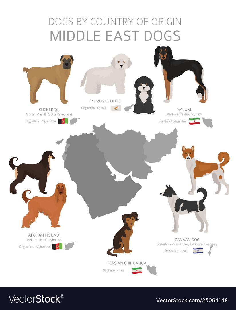 Dogs Country Origin Middle East Dog Breeds Vector Image