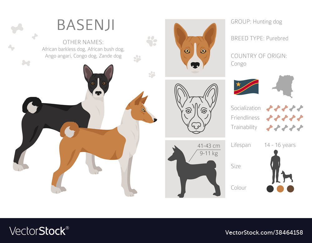 Basenji All Colours Clipart Different Coat Colors Vector Image