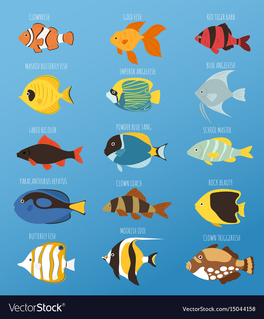 https://cdn4.vectorstock.com/i/1000x1000/41/58/exotic-tropical-fish-race-different-breed-colors-vector-15044158.jpg