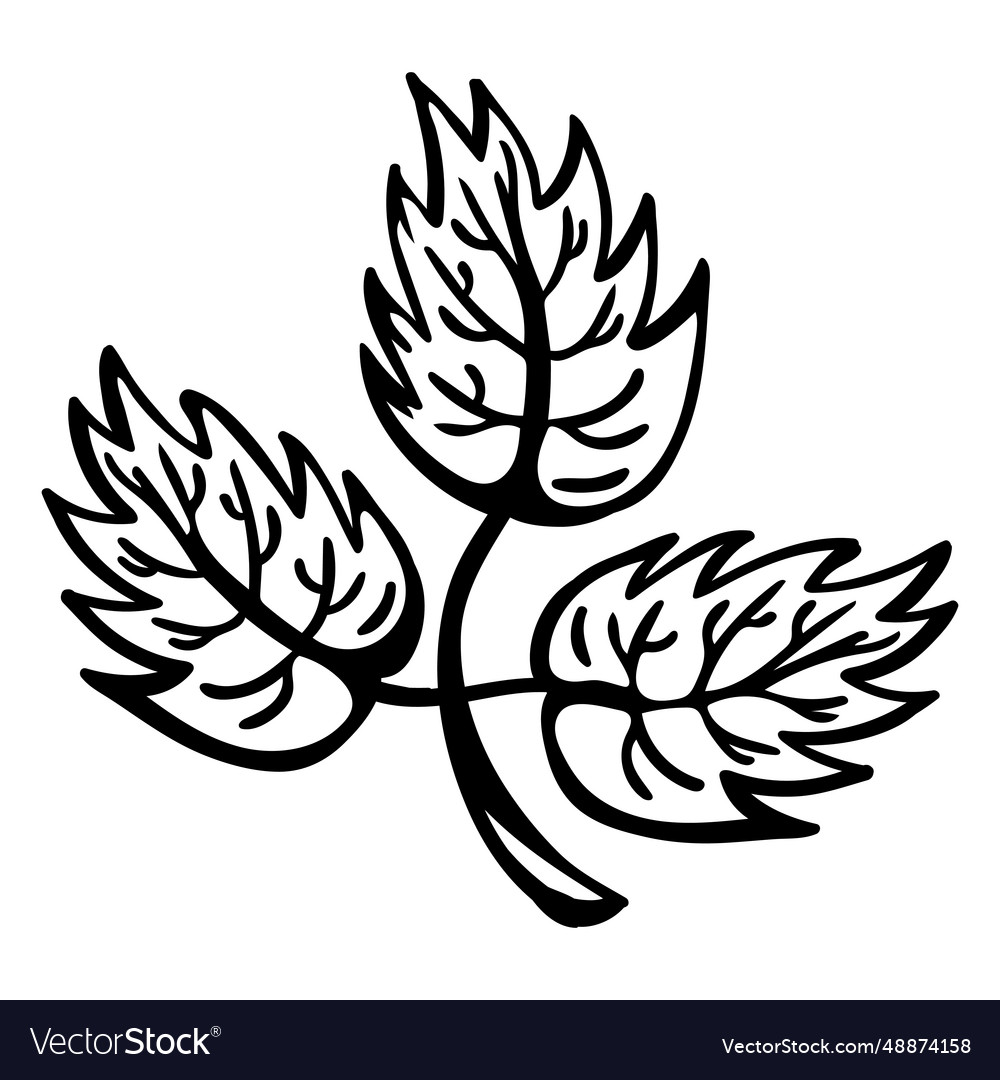 Hand drawn leave branch stroke