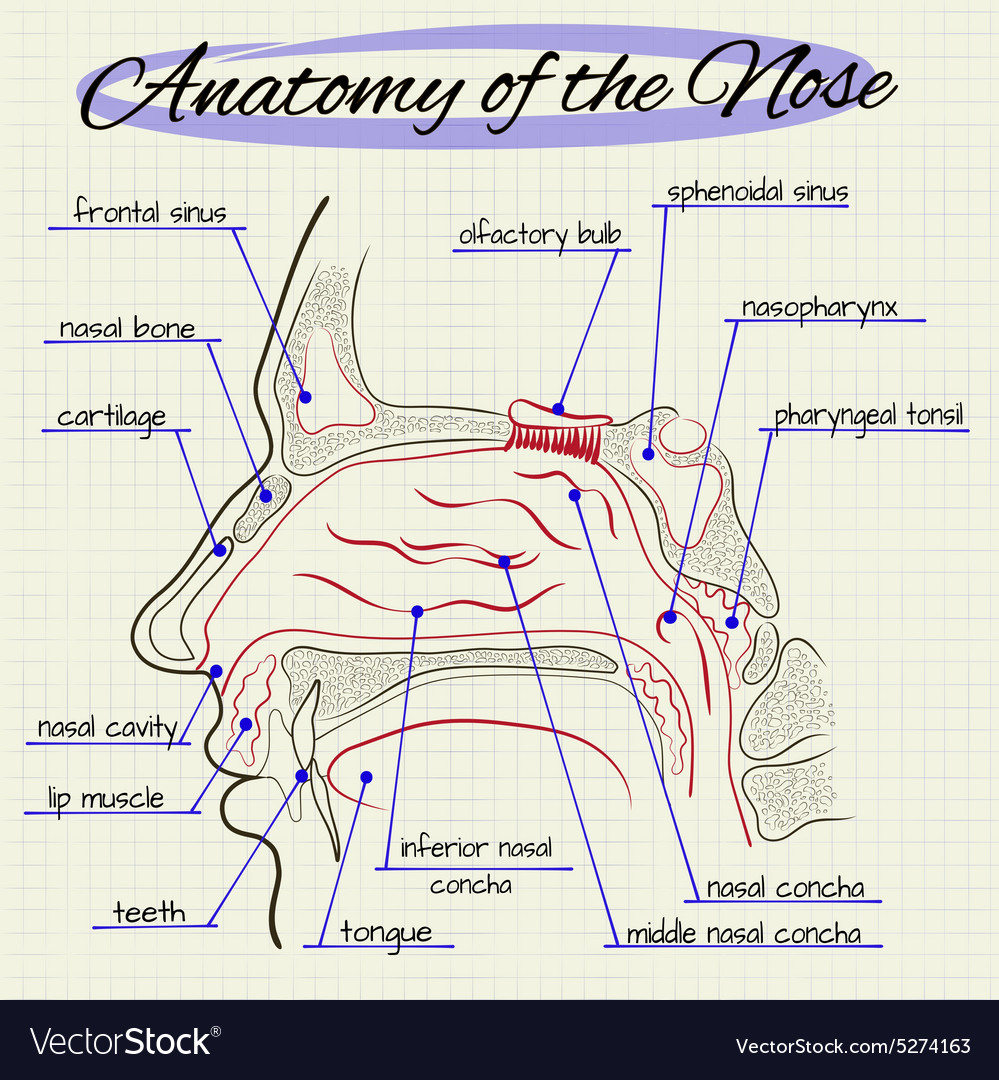 Anatomy Nose Vector 5274163 