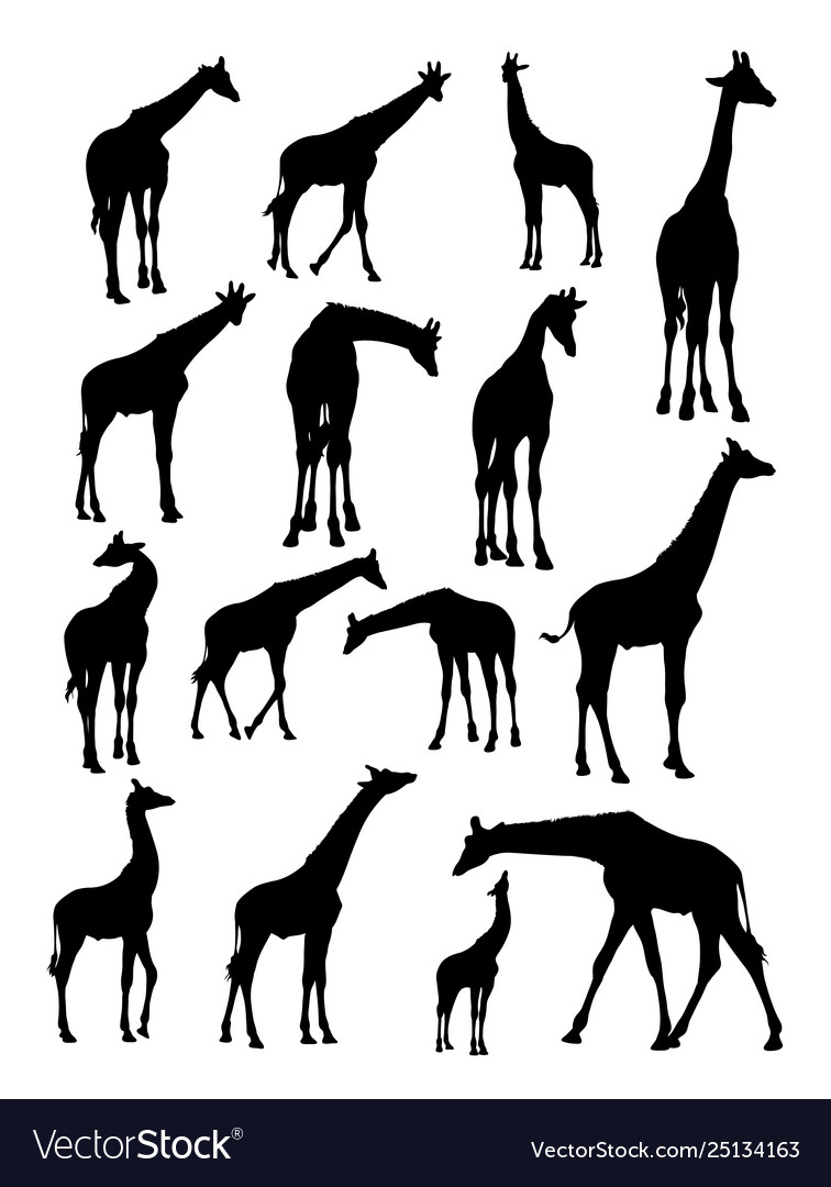 Giraffes animal detail silhouette Royalty Free Vector Image