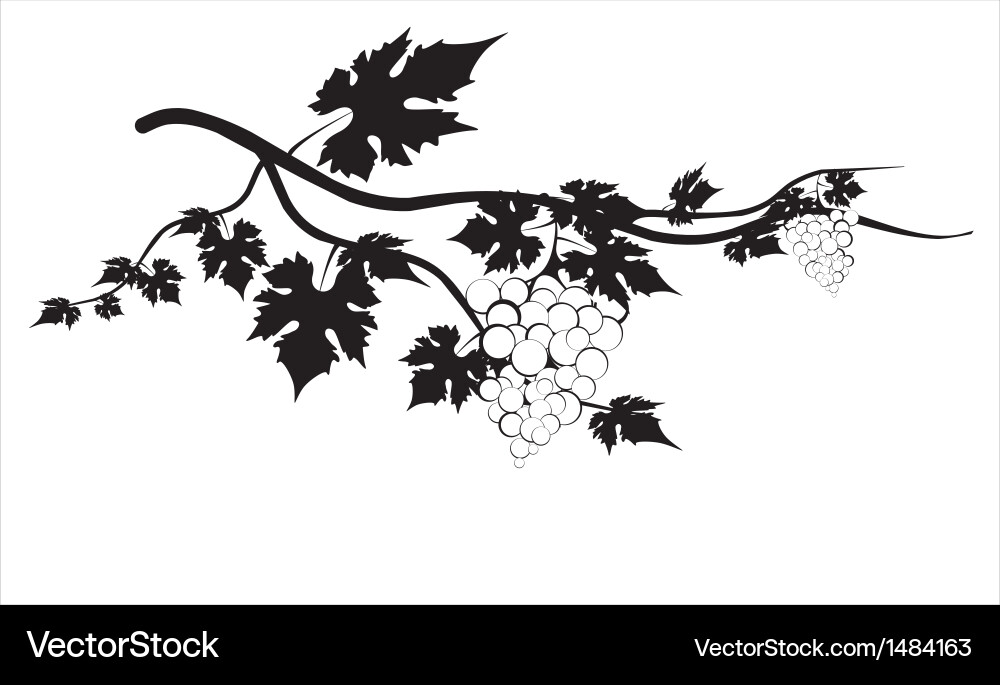 Grape isolated on white background Royalty Free Vector Image