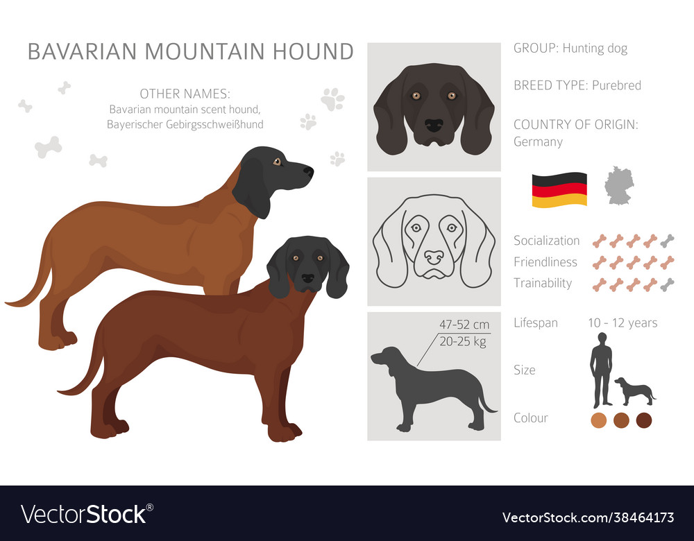 Bavarian mountain scent hound clipart different Vector Image