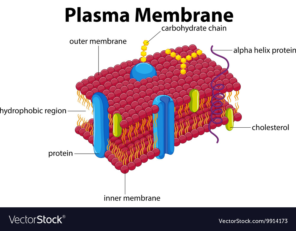 diagram-with-plasma-membrane-royalty-free-vector-image