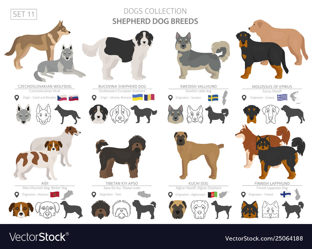 Shepherd and herding dogs collection isolated on Vector Image