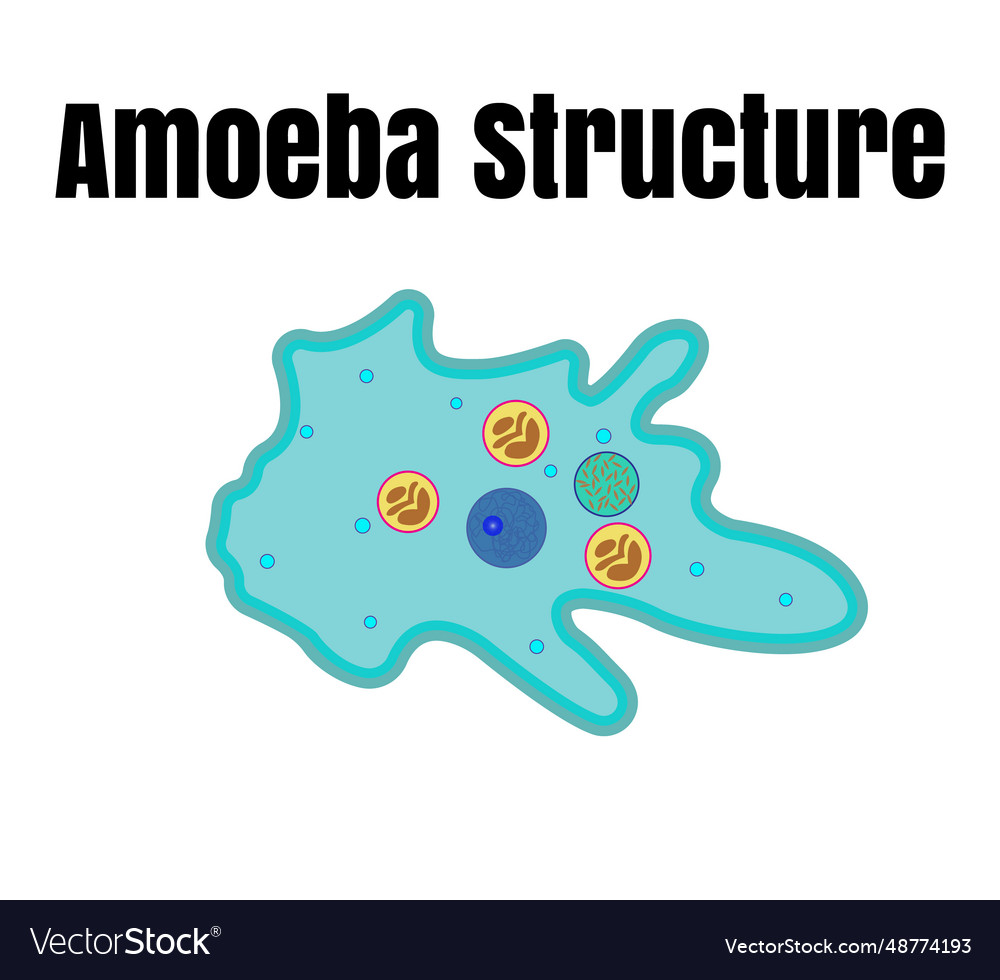 Amoeba anatomy educational