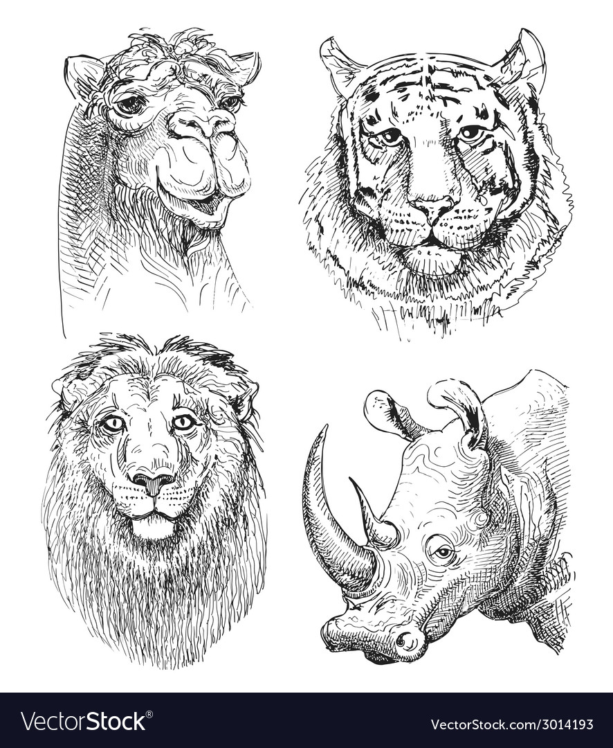 Free: Cartoon Animal Drawing, safari transparent background PNG clipart -  nohat.cc