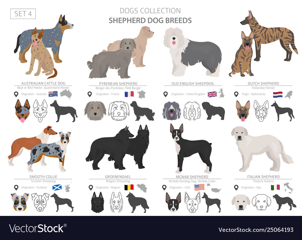 Shepherd and herding dogs collection isolated on Vector Image