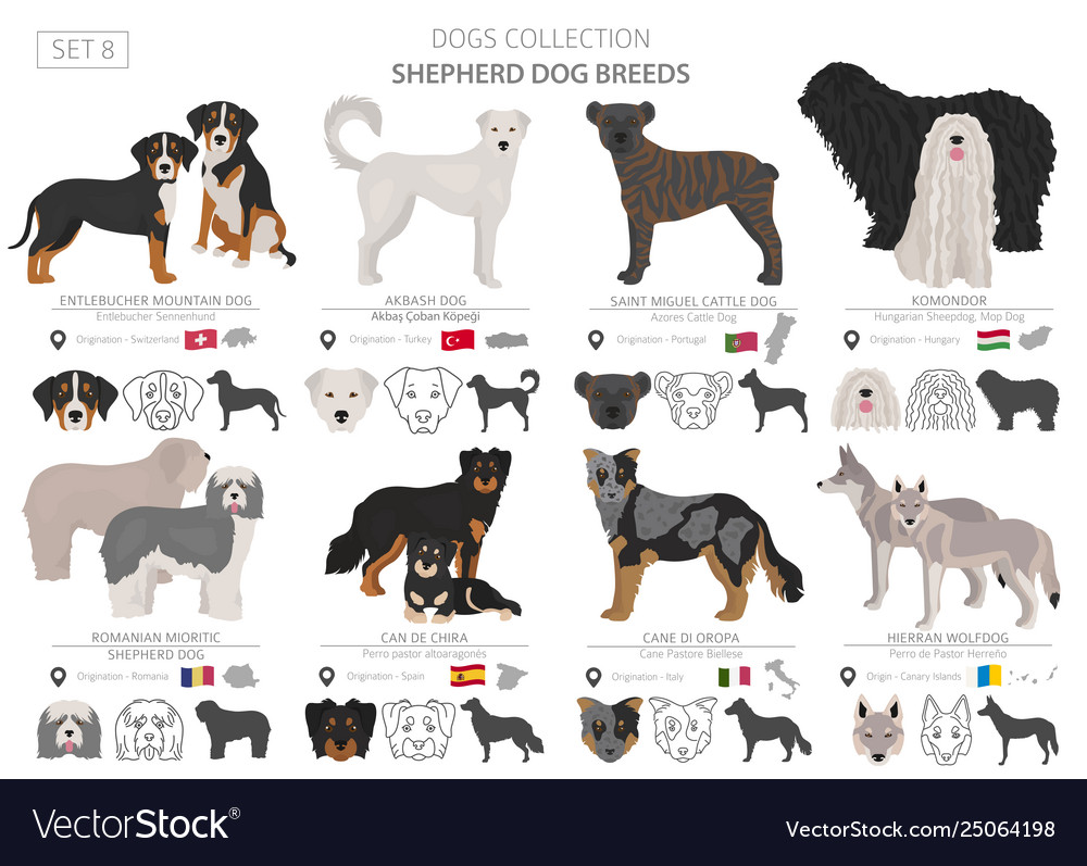 Shepherd and herding dogs collection isolated Vector Image