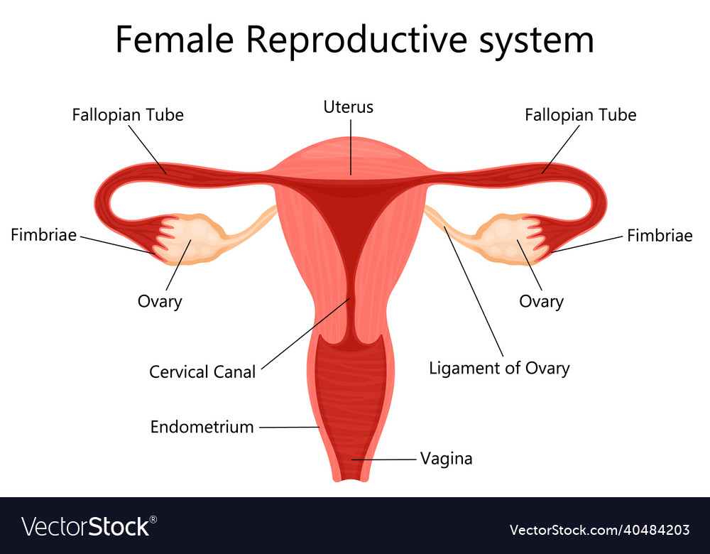 Female reproductive system with labelled parts