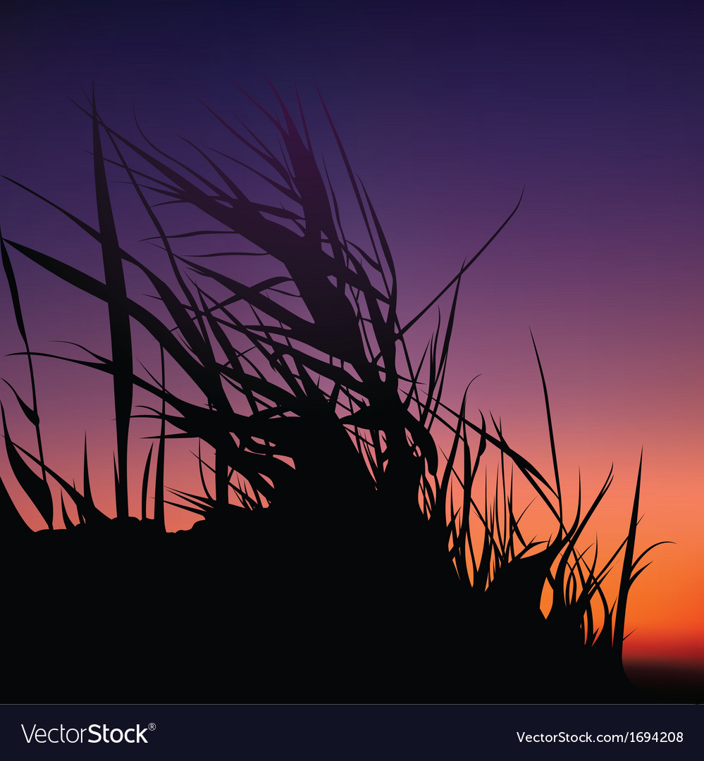 Sunset and grass silhouette