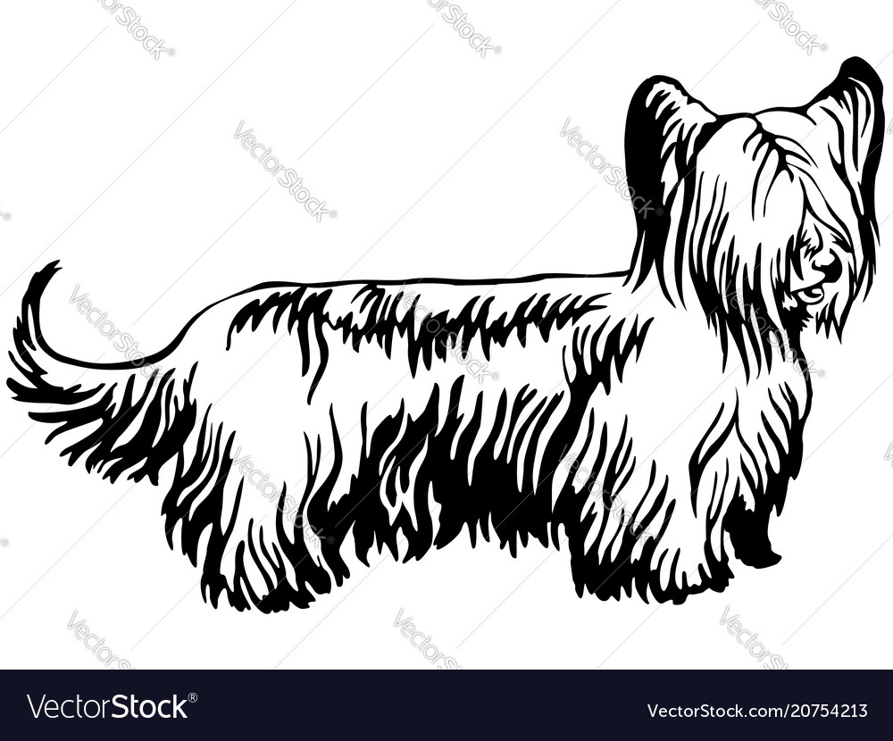 Decorative standing portrait of skye terrier Vector Image