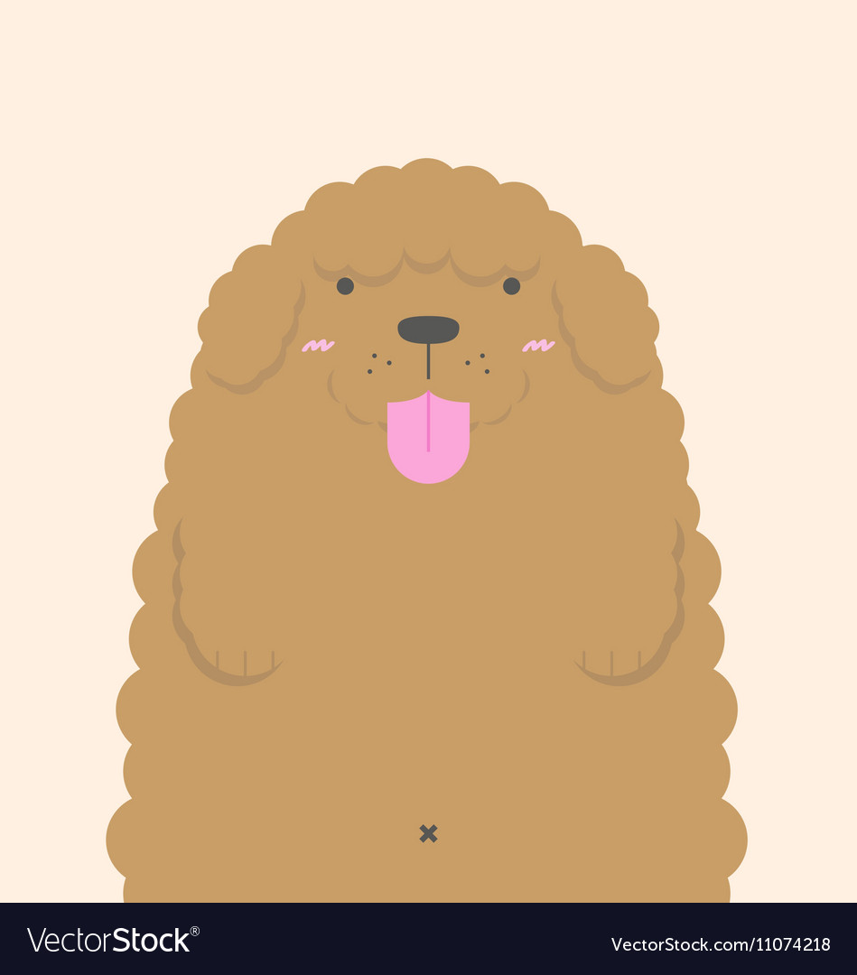 Cute big fat brown poodle dog