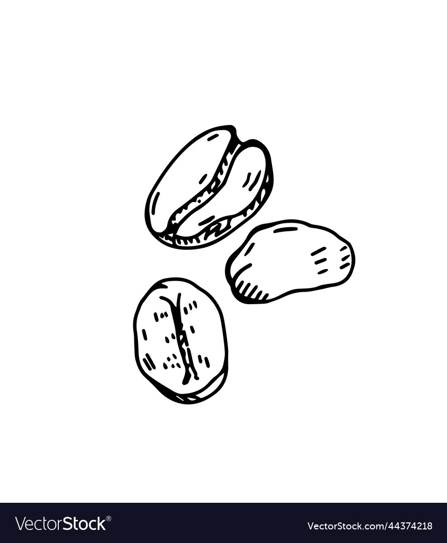 Graphic sketch of three coffee beans