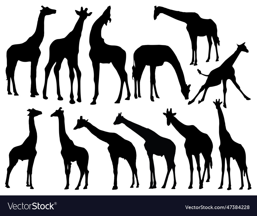 Giraffe silhouette Royalty Free Vector Image - VectorStock