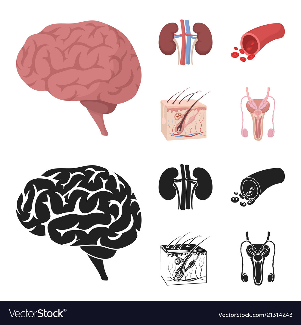 Brain kidney blood vessel skin organs set