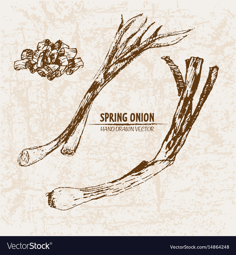 Digital detailed line art spring onion