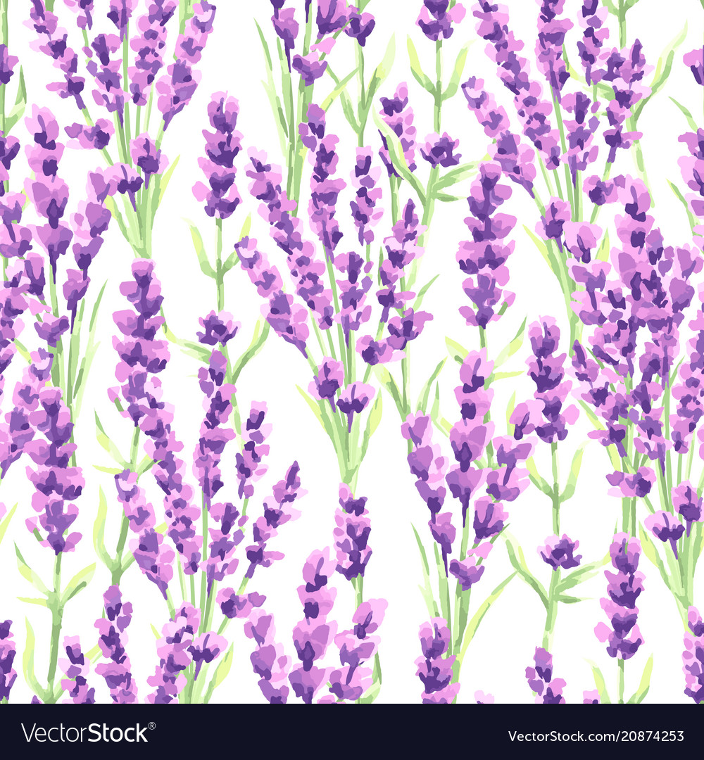 Lavender flowers seamless pattern watercolor Vector Image